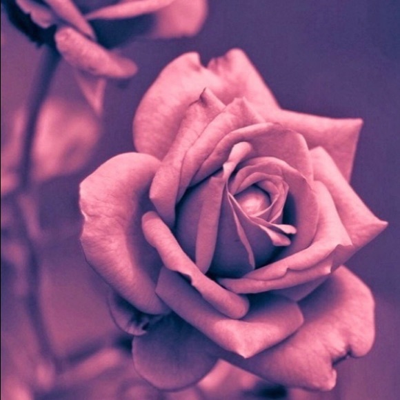 Meet your Posher, Ivy - Picture 1 of 1